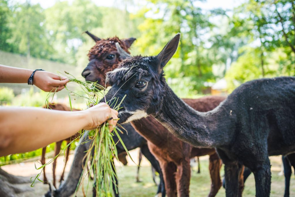 Tierpark Limbach-Oberfrohna (C) Oliver Göhler